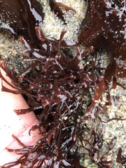 Ahnfeltiopsis linearis