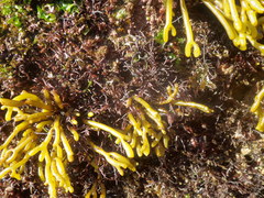 Chondracanthus acicularis