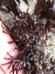 Ahnfeltiopsis linearis