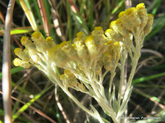 Helichrysum glomeratum