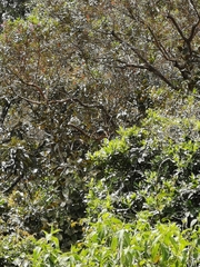 Patagioenas