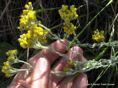 Helichrysum glomeratum