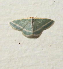 Mixocera frustratoria