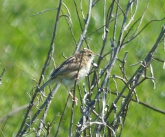Cisticola juncidis terrestris