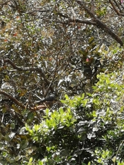 Patagioenas