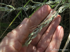 Helichrysum glomeratum