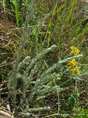 Helichrysum glomeratum