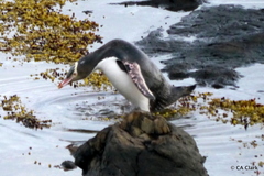 Megadyptes antipodes