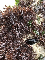 Ahnfeltiopsis linearis