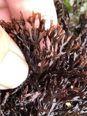 Ahnfeltiopsis linearis