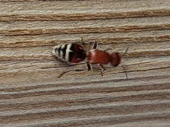 Timulla ferrugata