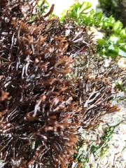 Ahnfeltiopsis linearis