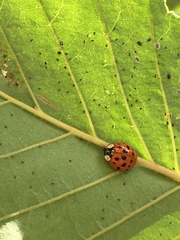 Harmonia axyridis