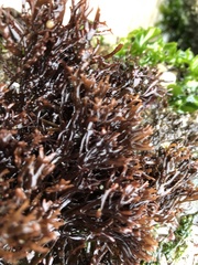 Ahnfeltiopsis linearis