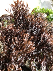 Ahnfeltiopsis linearis