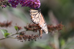 Danaus plexippus