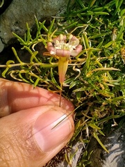 Silene saxifraga
