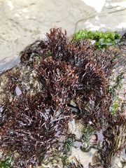 Ahnfeltiopsis linearis