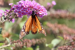 Danaus plexippus