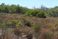 Lachnaea capitata
