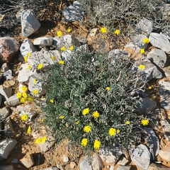 Crassothonna rechingeri