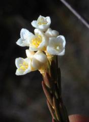 Lachnaea capitata