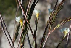 Lachnaea capitata