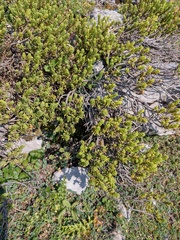 Thymelaea tinctoria