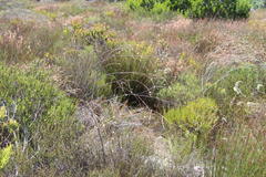 Lachnaea capitata