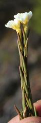 Lachnaea capitata