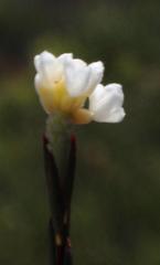 Lachnaea capitata