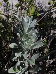 Syncarpha argyropsis