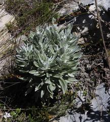 Syncarpha argyropsis