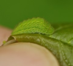 Satyrium liparops