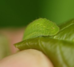 Satyrium liparops