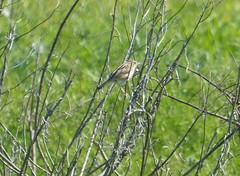 Cisticola juncidis terrestris