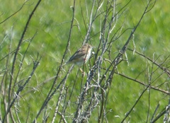 Cisticola juncidis terrestris