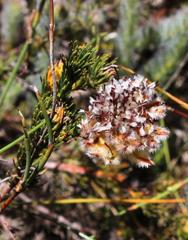 Serruria trilopha