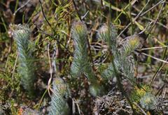 Serruria trilopha