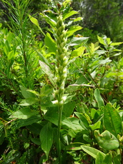 Spiranthes casei novaescotiae