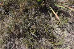 Serruria trilopha