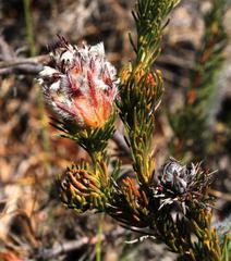 Serruria trilopha