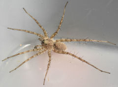 Pardosa mercurialis