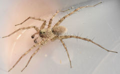 Pardosa mercurialis