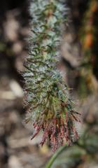 Serruria trilopha