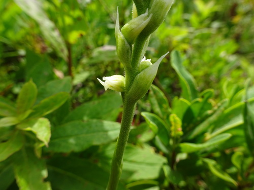 Spiranthes casei var. novaescotiae
