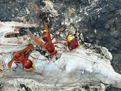 Vespa orientalis