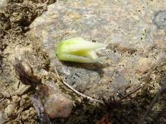 Spiranthes casei novaescotiae