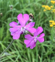 Silene dioica