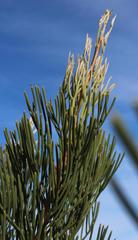 Hakea drupacea